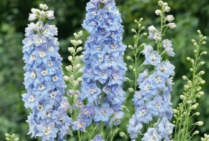 Delphinium 'Jupiter Blue' – Szarkaláb D14