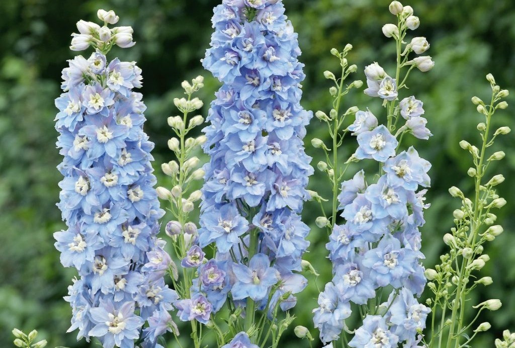 Delphinium 'Jupiter Blue' – Szarkaláb D14