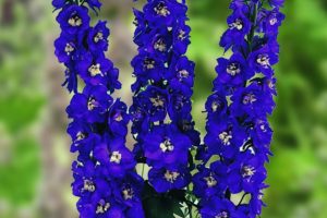 Delphinium 'Jupiter Purple' – Szarkaláb D14