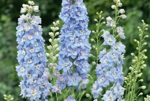 Delphinium 'Jupiter Sky Blue' – Szarkaláb D14