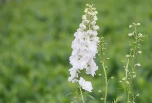 Delphinium 'Jupiter White' – Szarkaláb D14
