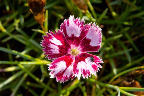 Dianthus plumarius 'Angel of Desire' – Tollas szegfű D14