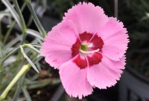 Dianthus plumarius 'Angel of Peace' – Tollas szegfű D14