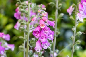 Digitalis 'Panther' – Pettyegetett gyűszűvirág D14