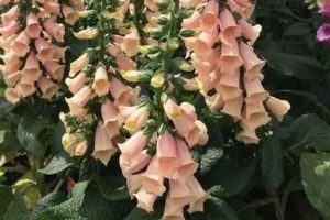 Digitalis purpurea 'Dalmatian Peach' – Pettyegetett gyűszűvirág D14