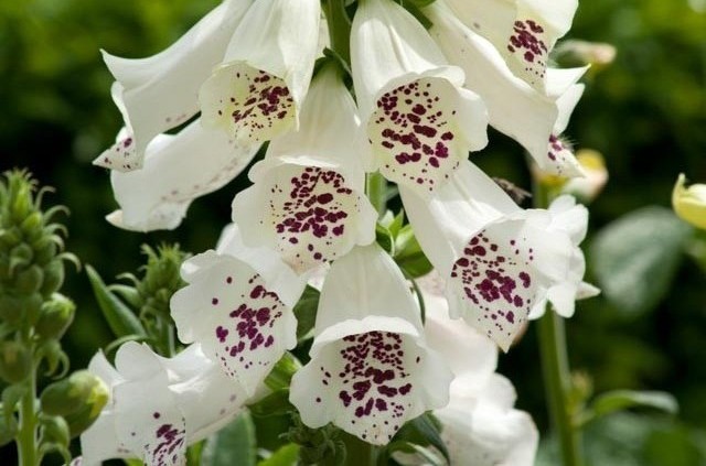 Digitalis purpurea 'Dalmatian White' – Gyűszűvirág D14