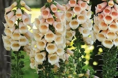 Digitalis purpurea 'FoxyBee Apricot' - Gyűszűvirág D14