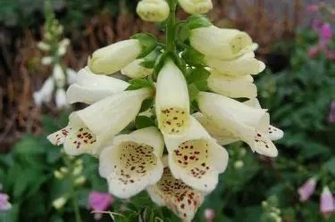 Digitalis purpurea 'FoxyBee white' - Gyűszűvirág D14