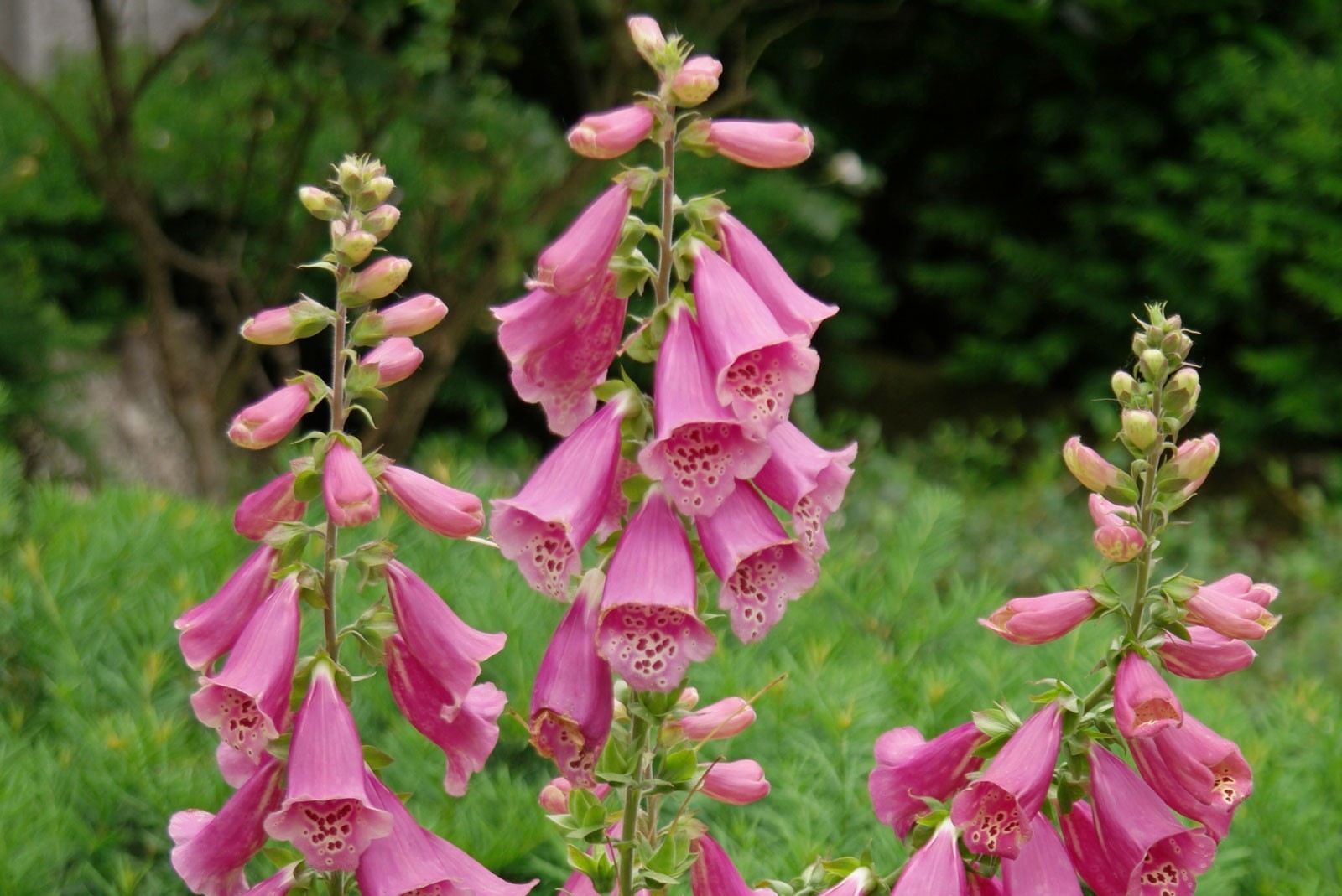 Digitalis purpurea 'Hanabee Deep Rose' - Pettyegett gyűszűvirág D14