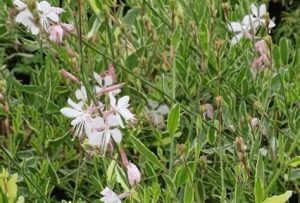 Gaura lindheimeri Corries Gold - Díszgyertya D14