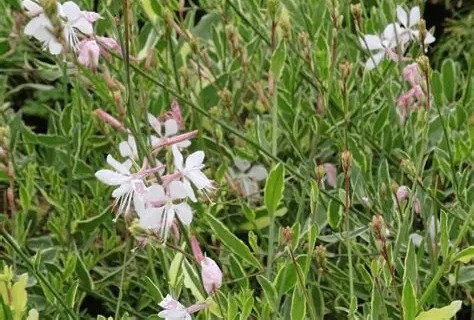 Gaura lindheimeri Corries Gold - Díszgyertya D14