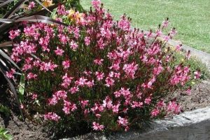 Gaura lindheimeri 'Siskiyou Pink' – Évelő díszgyertya D14