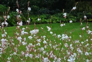Gaura lindheimeri 'Whirling Butterflies' – Évelő díszgyertya D14