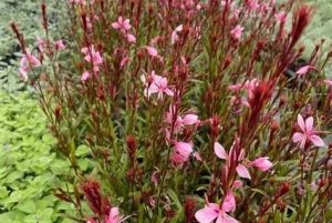 Gaura lindheimeri ‘Baby Butterfly Dark Pink’ – Évelő díszgyertya D14
