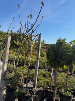 Ficus Carica in varieta - Füge 85+ cm