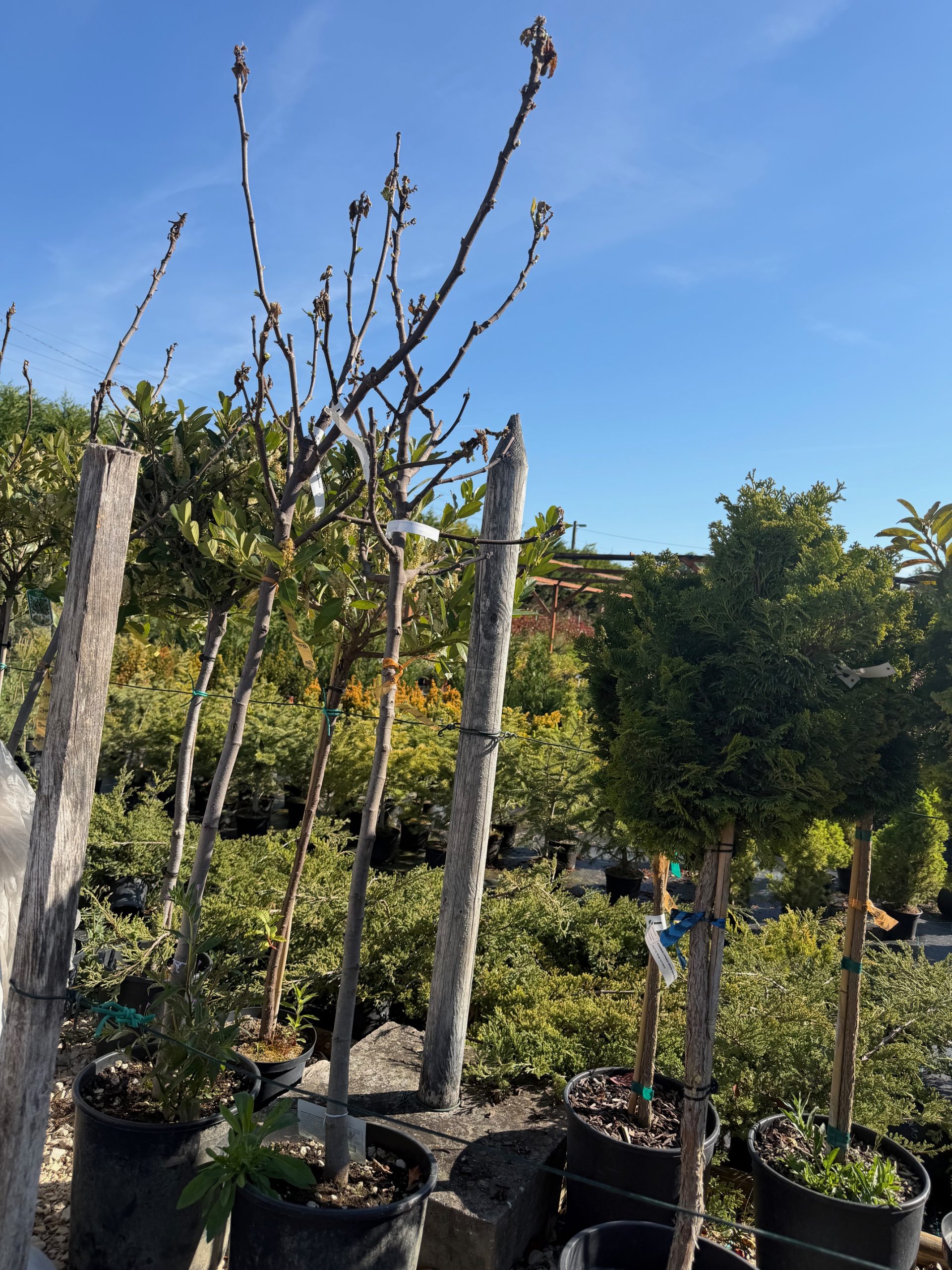 Ficus Carica in varieta - Füge 85+ cm
