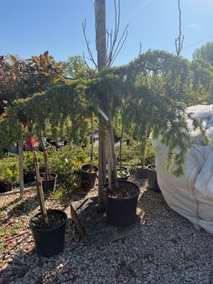 Cedrus deodara 'Pendula' – Csüngő himalájai cédrus 80+ cm