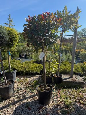 Photinia fraseri 'Red Robin' - Korallberkenye 70+ cm
