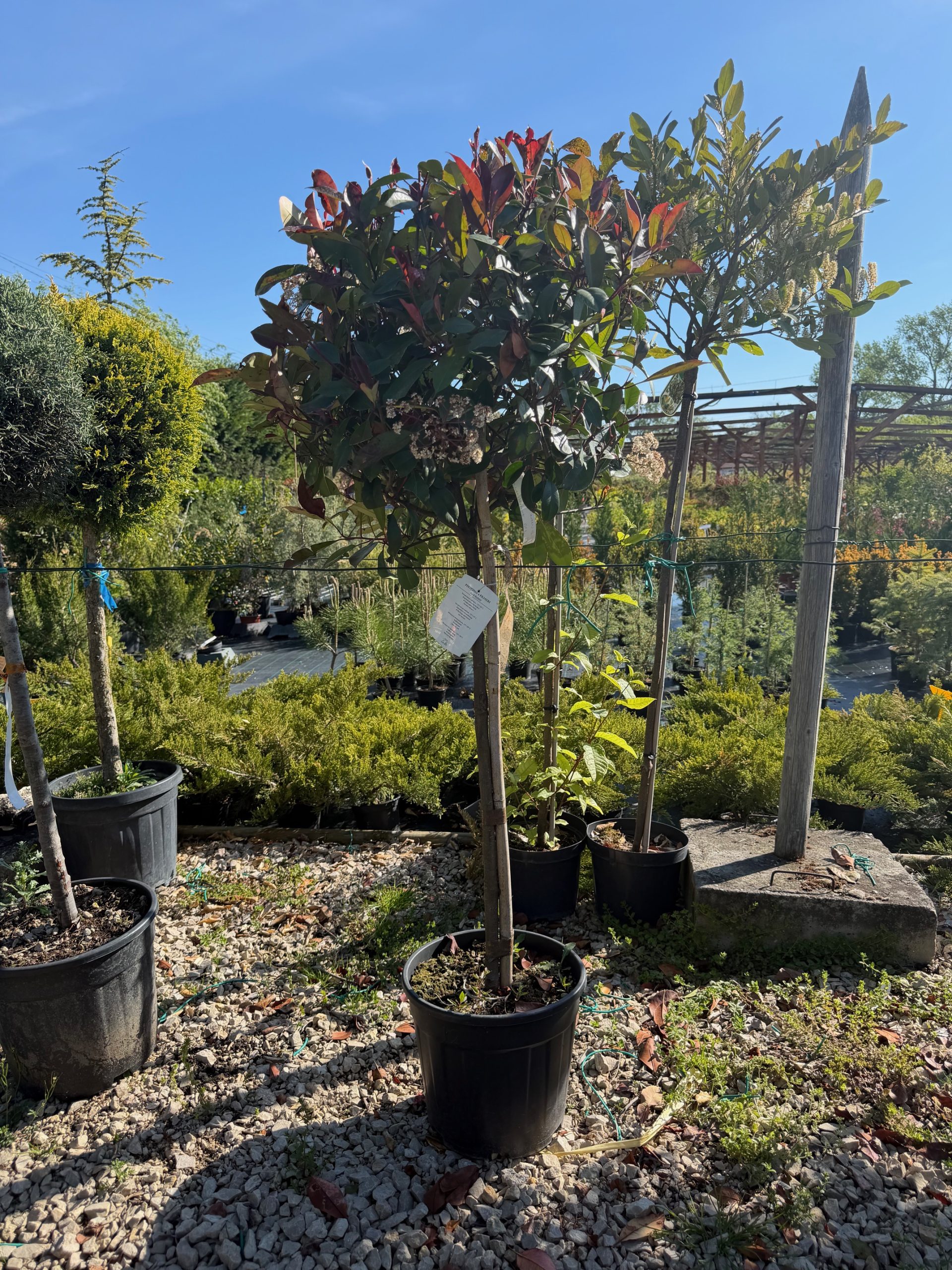 Photinia fraseri 'Red Robin' - Korallberkenye 70+ cm