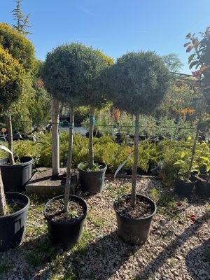 Cupressus Arizonica Fastigata 1/2 Fusto 70+ cm