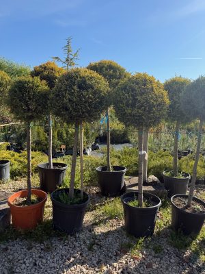 Cupressocyparis leylandii ’Castlewellan Gold’  ½ Fusto 70+ cm