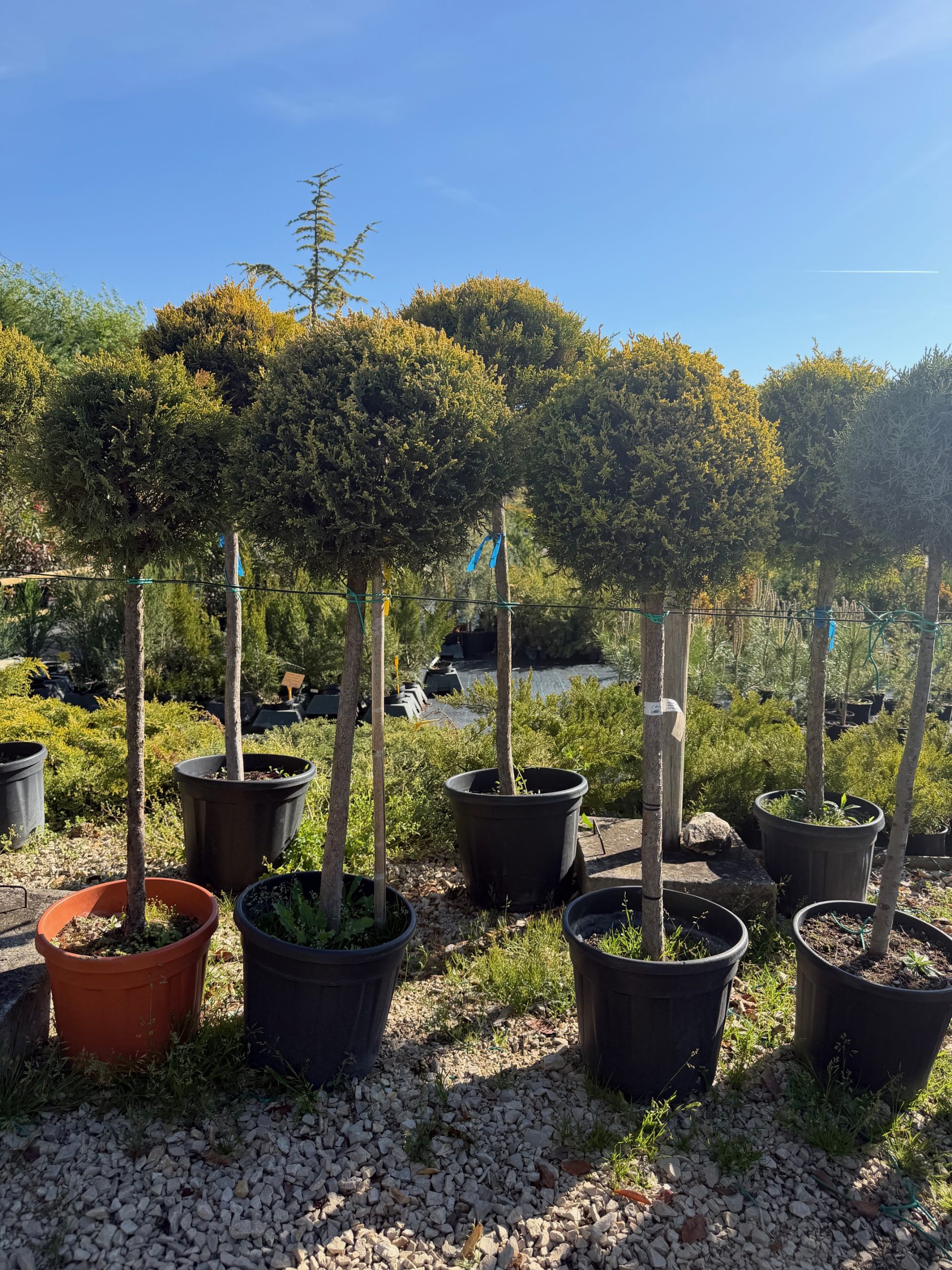 Cupressocyparis leylandii ’Castlewellan Gold’ ½ Fusto 70+ cm
