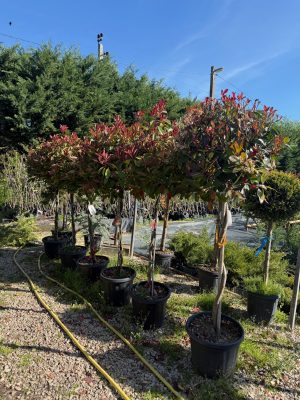 Photinia fraseri 'Red Robin' Spiral - Korallberkenye 90+ cm