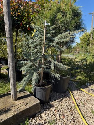Cedrus Atlantica Glauca Cespuglio - Kék Atlaszcédrus 20cm