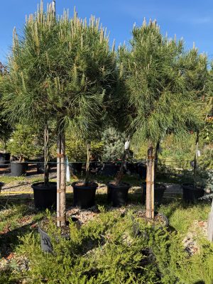 Pinus pinea- Mandulafenyő 100+ cm
