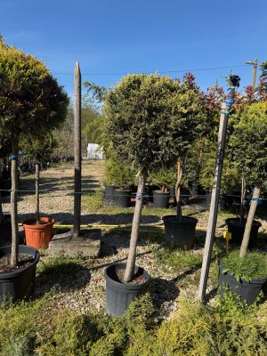 Cupressocyparis leylandii ’Castlewellan Gold’ 80 cm