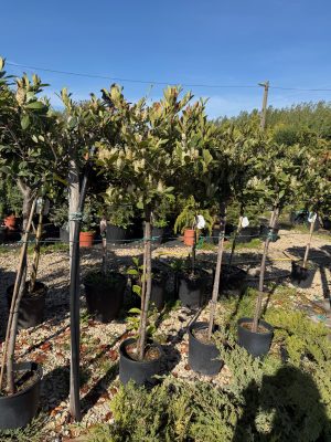Prunus laurocerasus ’Mano’ – Magastörzsű babérmeggy 80+ cm
