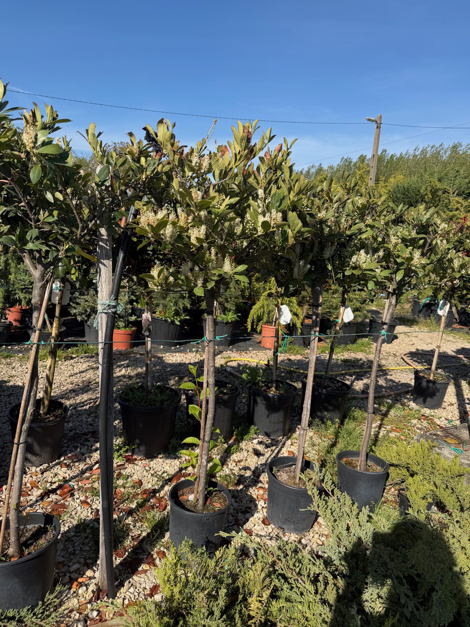 Prunus laurocerasus ’Mano’ – Magastörzsű babérmeggy 80+ cm