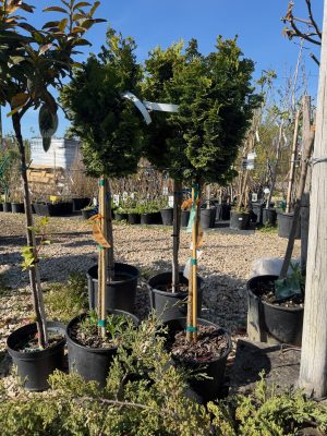 Chamaecyparis Obtusa ’Nana’ – Törzses kagylóciprus 55+ cm