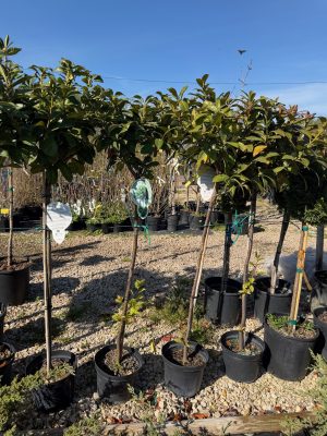 Prunus laurocerasus 'Etna' – Babérmeggy 80+ cm
