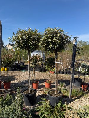Elaeagnus Ebbingei Compatta – Széleslevelű ezüstfa 90+ cm