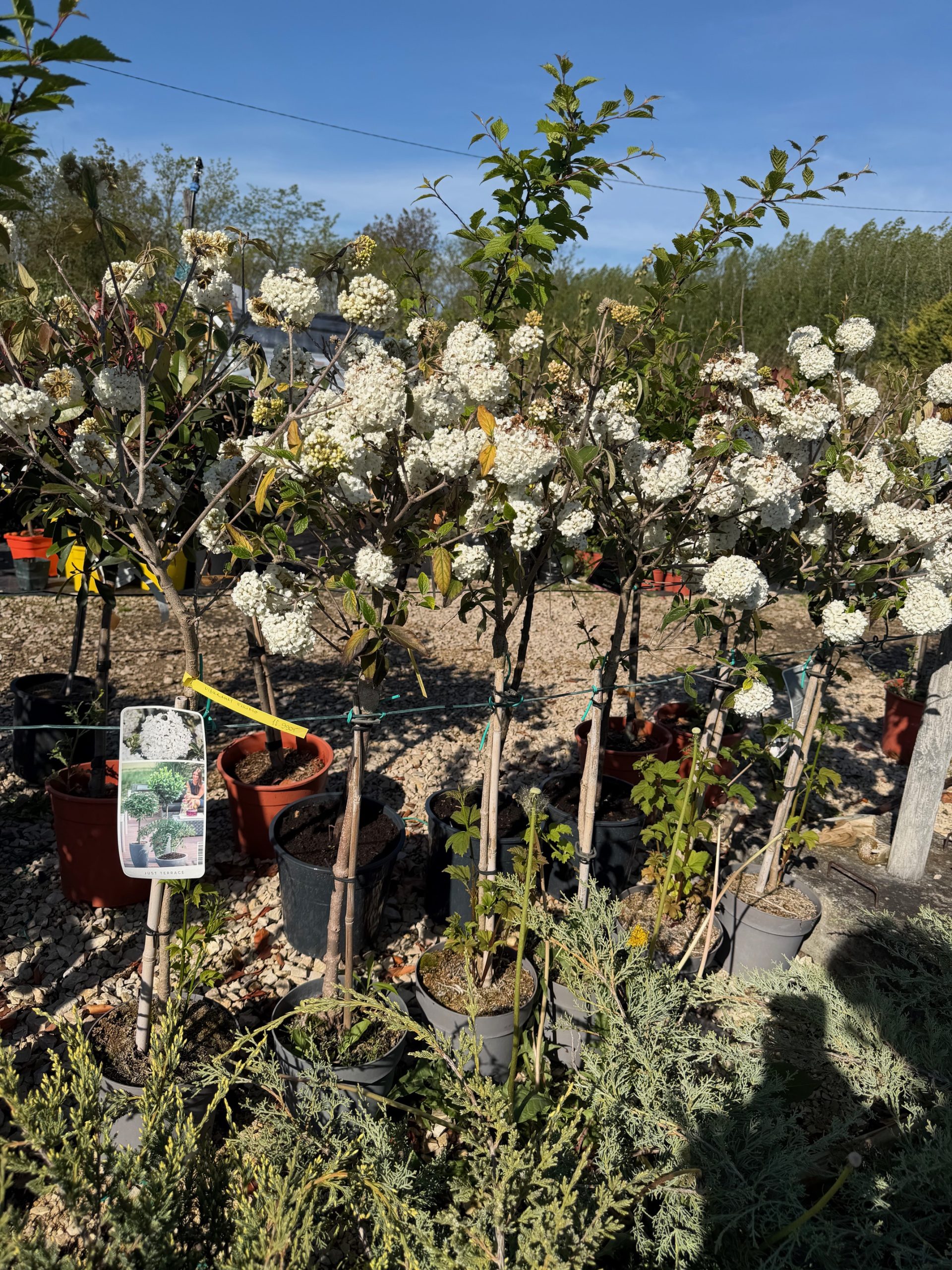 Viburnum 'Eskimo' - Hólabda bangita 50+ cm