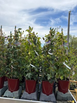 Passiflora piramis - Golgotavirág