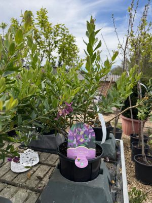 Polygala Myrtifolia - Pacsirtafű bokor