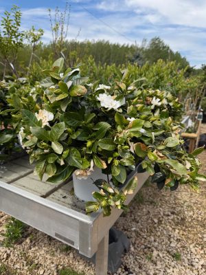 Gardenia - Gardénia
