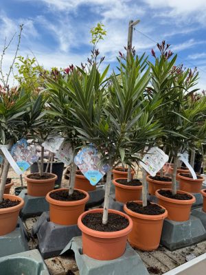 Nerium oleander - Leander K4