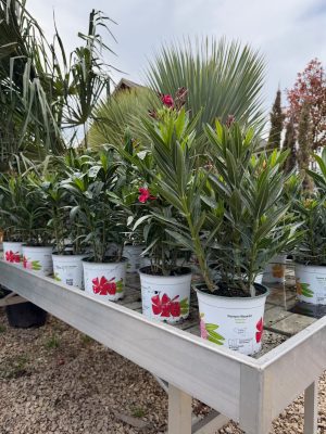 Nerium oleander - Leander D14