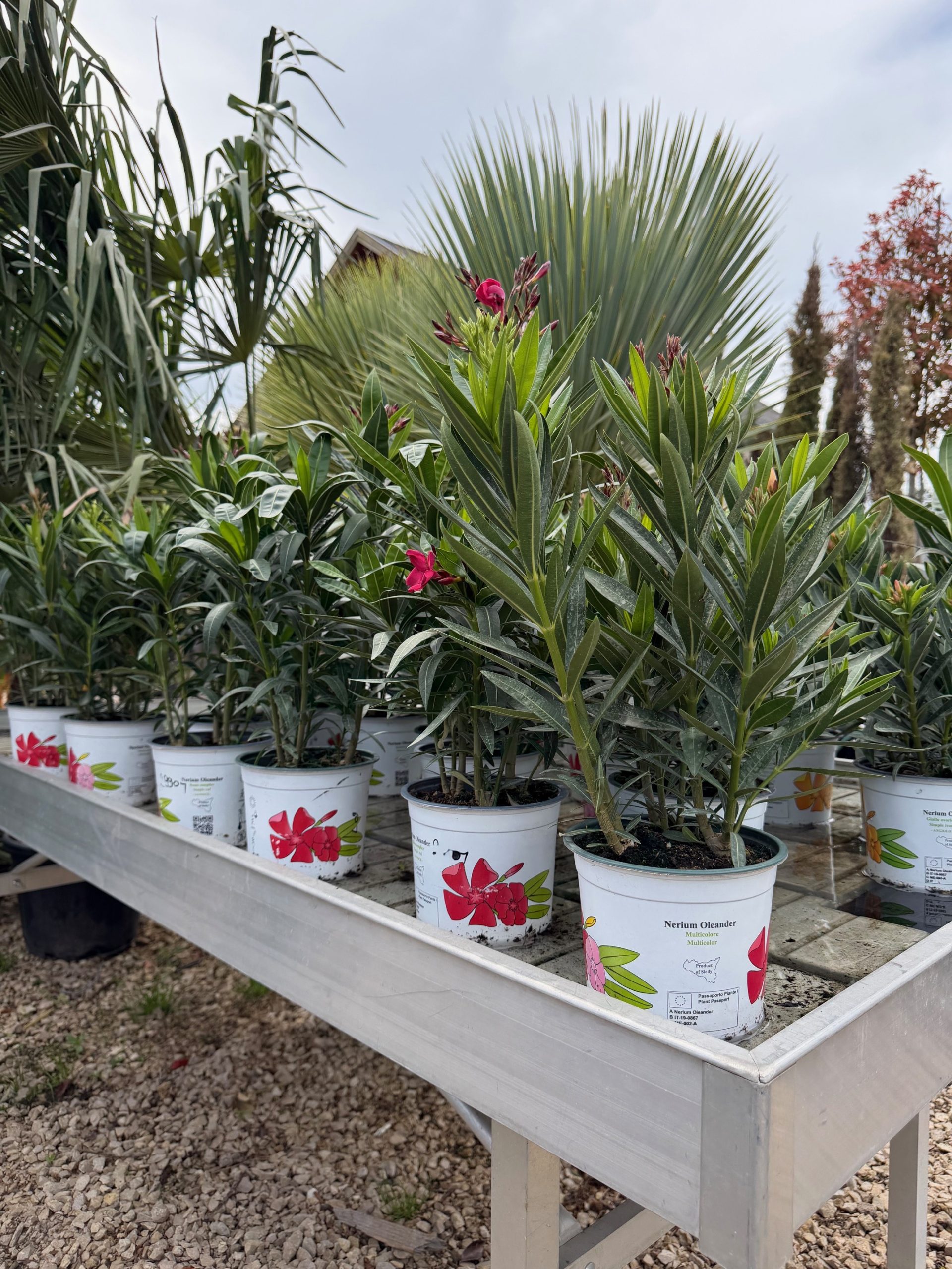 Nerium oleander - Leander D14