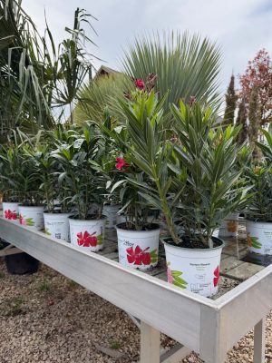 Nerium oleander - Leander D14