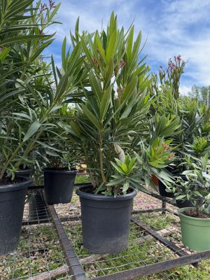 Nerium oleander - Leander tricolor K7