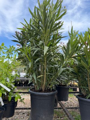 Nerium oleander - Leander tricolor K12