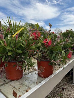 Callistemon - Kefevirág K3