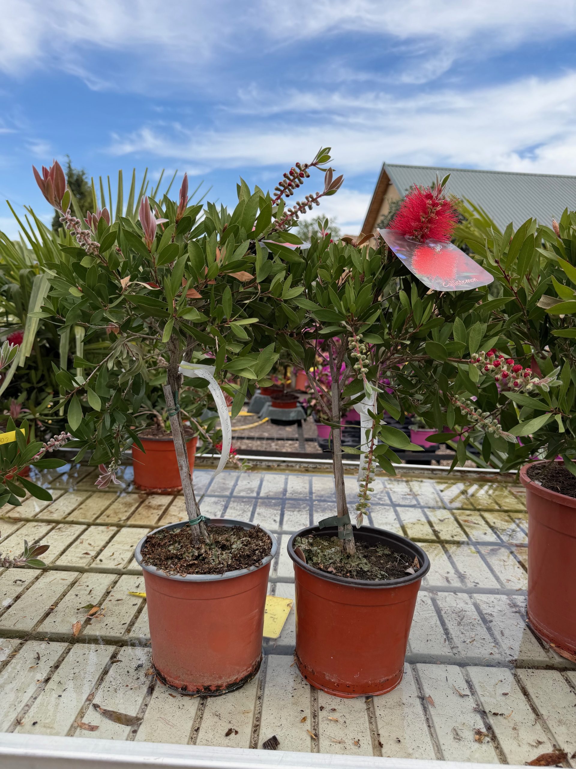 Callistemon - Kefevirág K3 /magastörzsre oltott/
