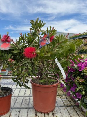 Callistemon - Kefevirág K9