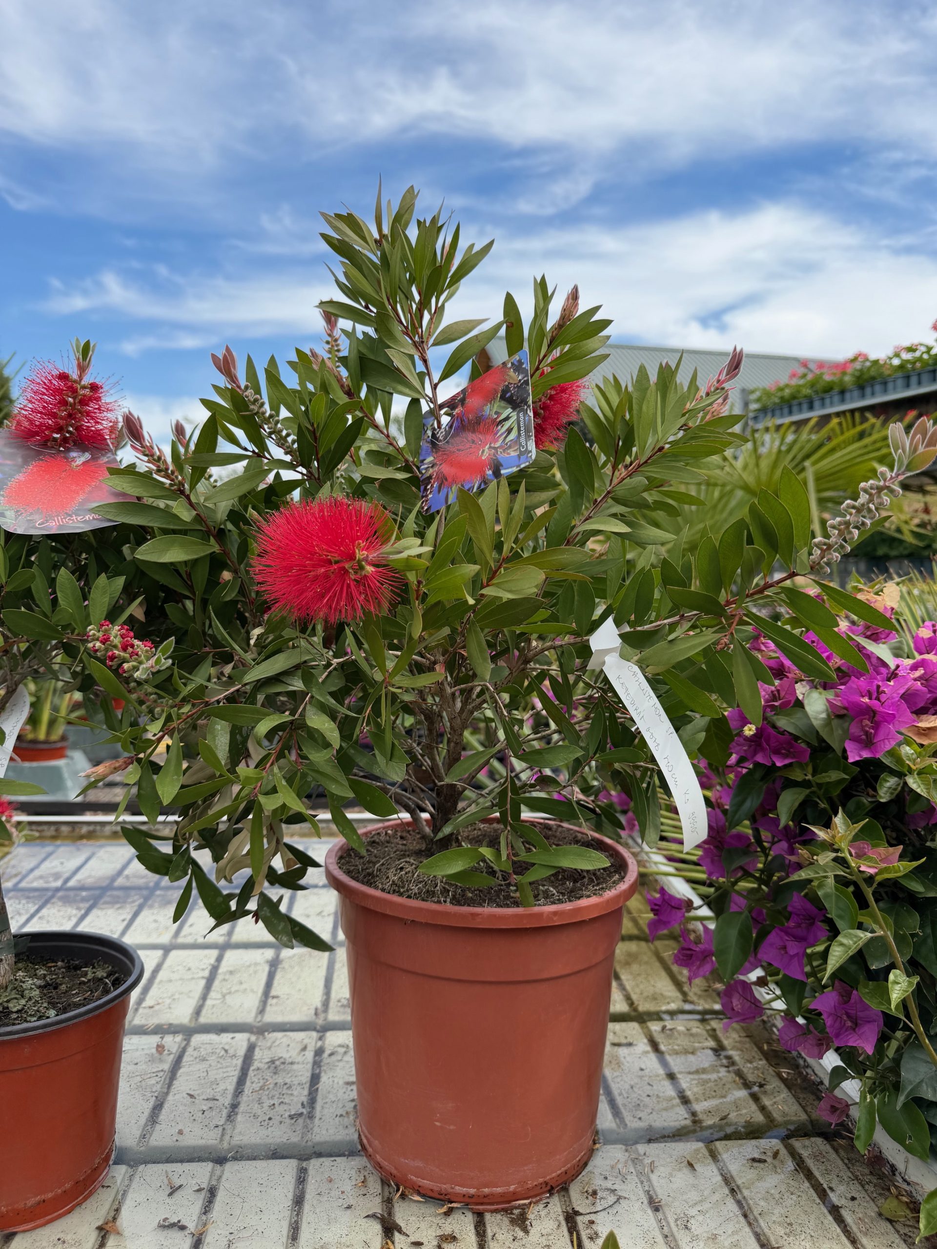 Callistemon - Kefevirág K9