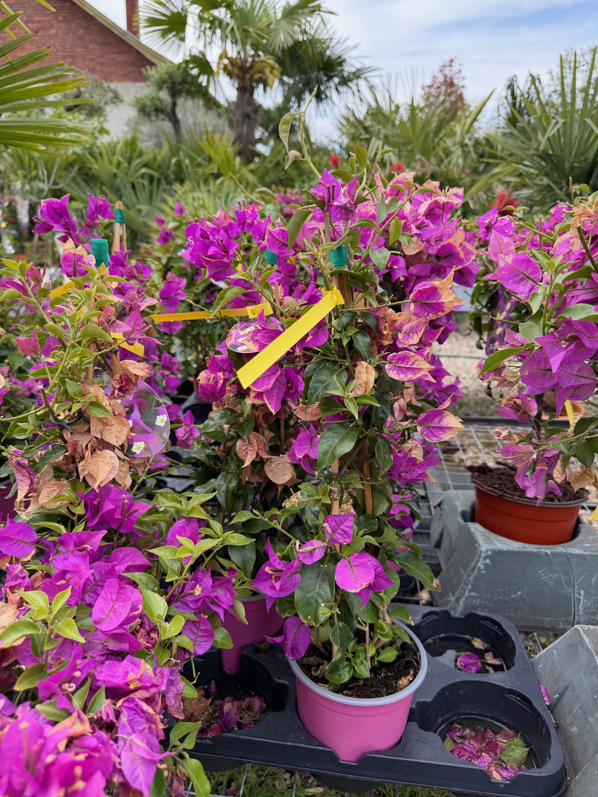 Bougainvillea - Murvafürt bokor